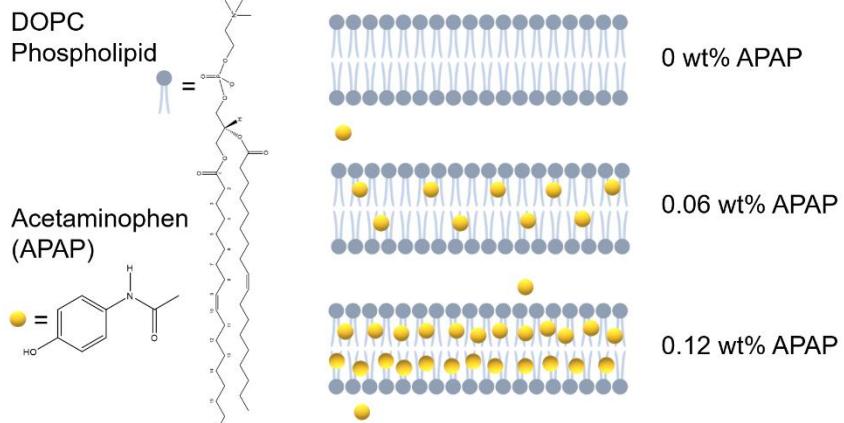A figure from Acetaminophen Interactions with Phospholipid Vesicles Induced Changes in Morphology and Lipid Dynamics
