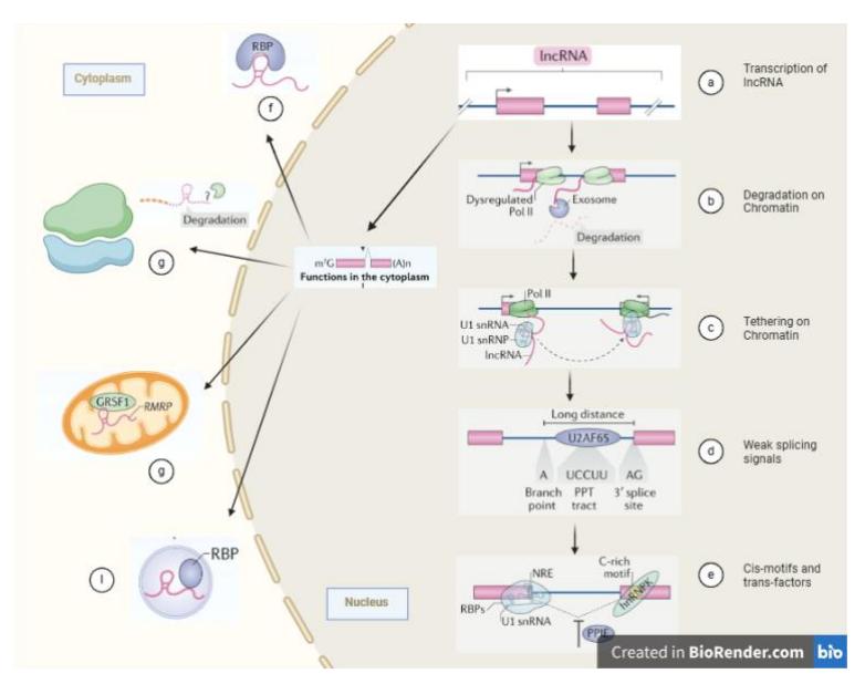 A figure from The Epigenetic Tapestry: A Review of DNA Methylation and Non-Coding RNA's Interplay with Genetic Threads, Weaving a Network Impacting Gene Expression and Disease Manifestations