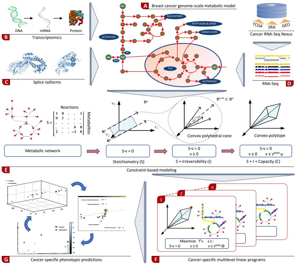 A figure from Integrating splice-isoform expression into genome-scale models characterizes breast cancer metabolism