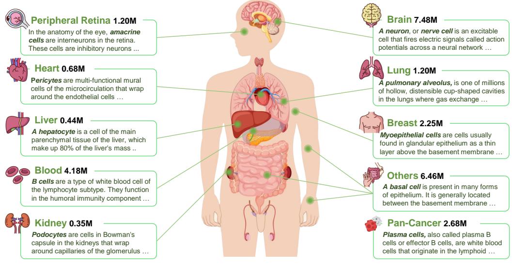 A figure from Language-Enhanced Representation Learning for Single-Cell Transcriptomics