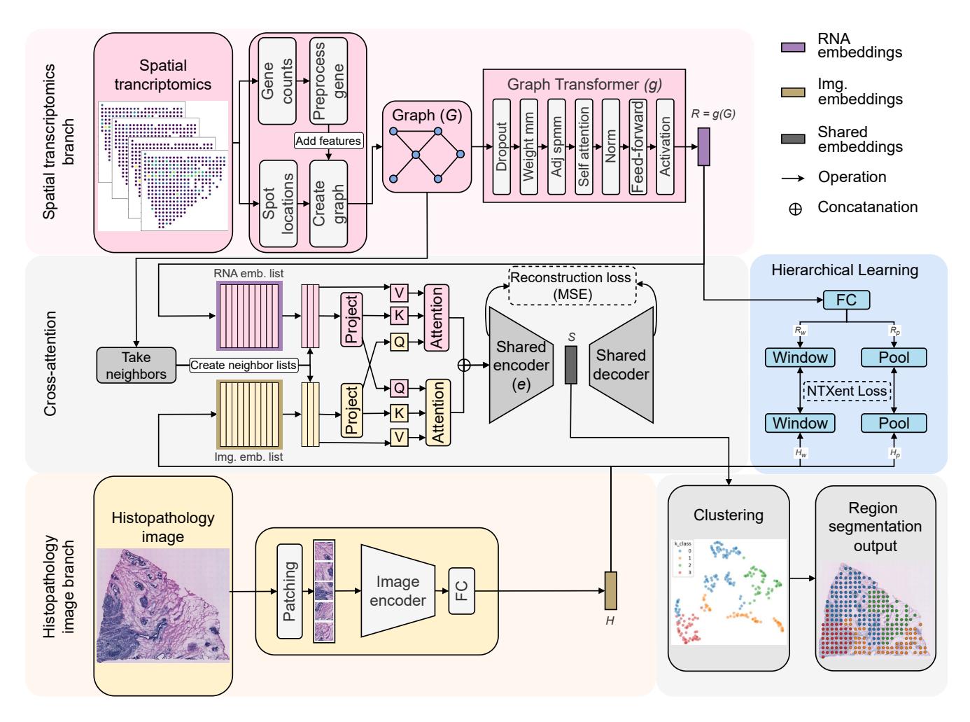 A figure from SENCA-st: Integrating Spatial Transcriptomics and Histopathology with Cross Attention Shared Encoder for Region Identification in Cancer Pathology