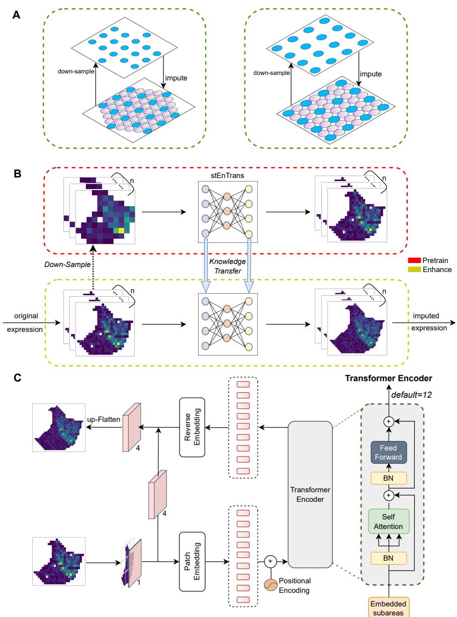 A figure from stEnTrans: Transformer-based deep learning for spatial transcriptomics enhancement