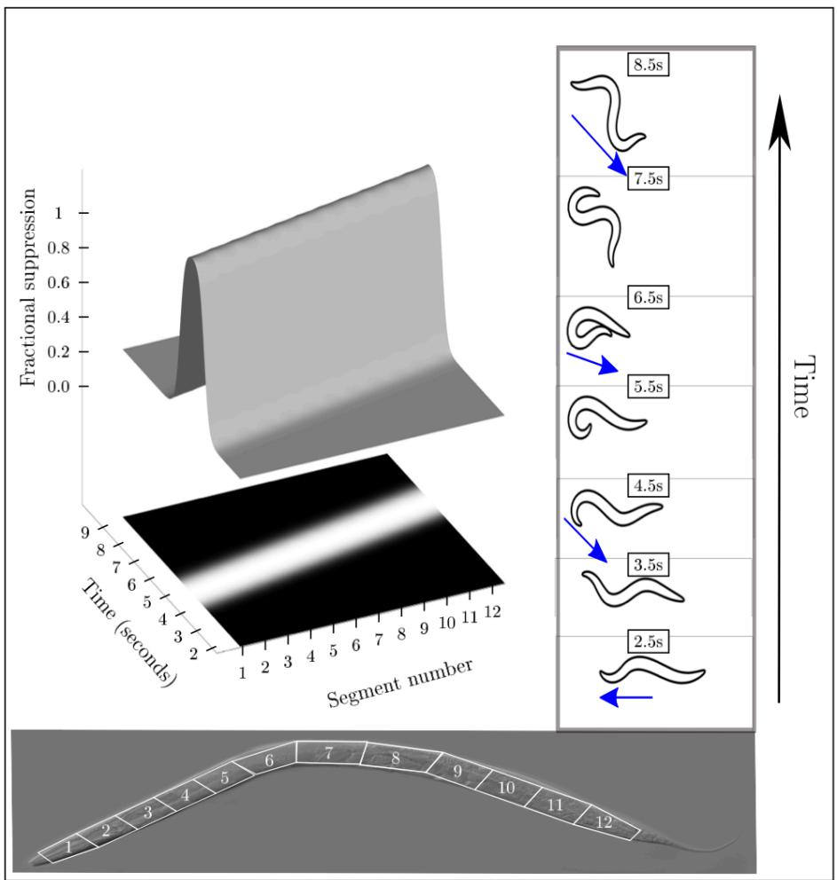 A figure from The control structure of the nematode Caenorhabditis elegans: neuro-sensory integration and propioceptive feedback