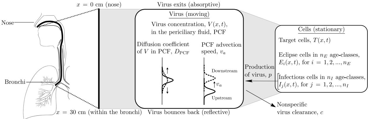 A figure from A mathematical model describing the localization and spread of influenza A virus infection within the human respiratory tract