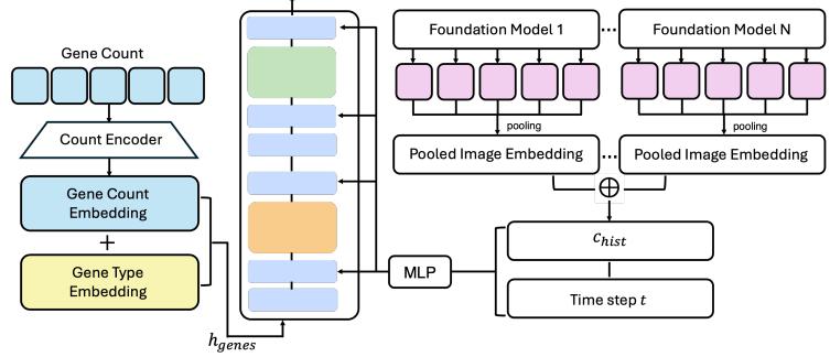 A figure from Diffusion Generative Modeling for Spatially Resolved Gene Expression Inference from Histology Images