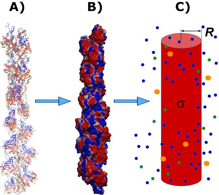 A figure from A Multi-Scale Approach to Describe Electrical Impulses Propagating along Actin Filaments in both Intracellular and In-vitro Conditions