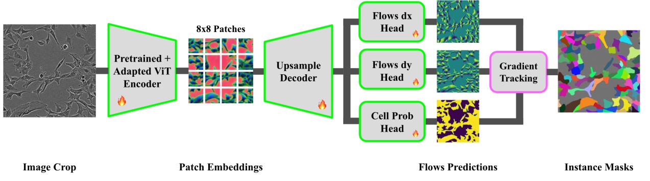 A figure from Self-supervised Pretraining of Cell Segmentation Models
