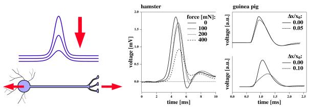 A figure from The mechanical properties of nerves, the size of the action potential, and consequences for the brain