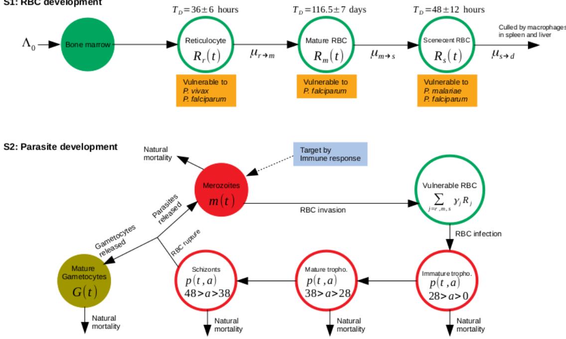 A figure from Understanding dynamics of Plasmodium falciparum gametocytes production: Insights from an age-structured model