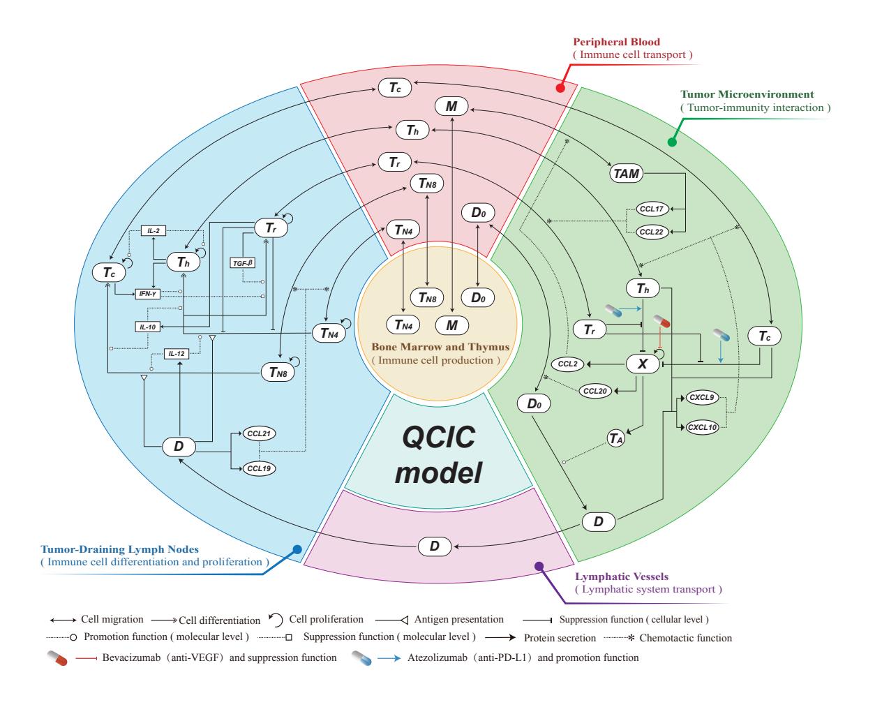 A figure from Quantitative cancer-immunity cycle modeling to optimize bevacizumab and atezolizumab combination therapy for advanced renal cell carcinoma