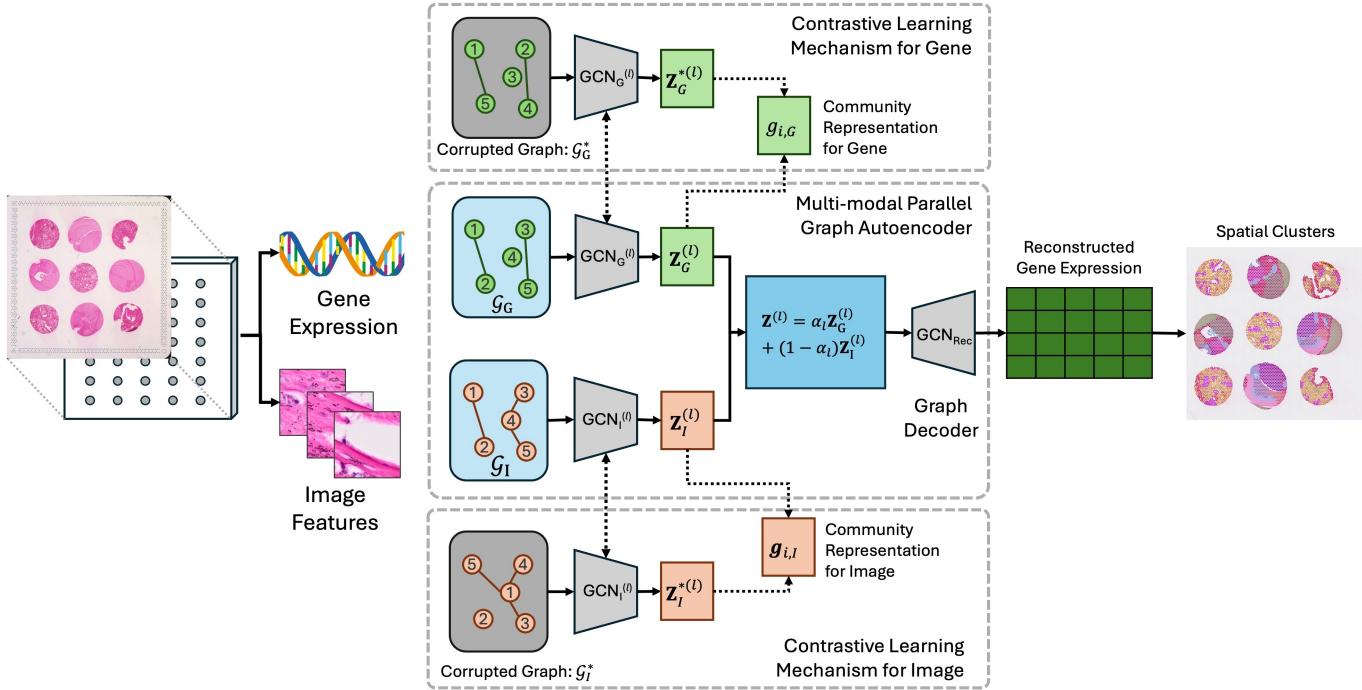 A figure from Multi-modal Spatial Clustering for Spatial Transcriptomics Utilizing High-resolution Histology Images