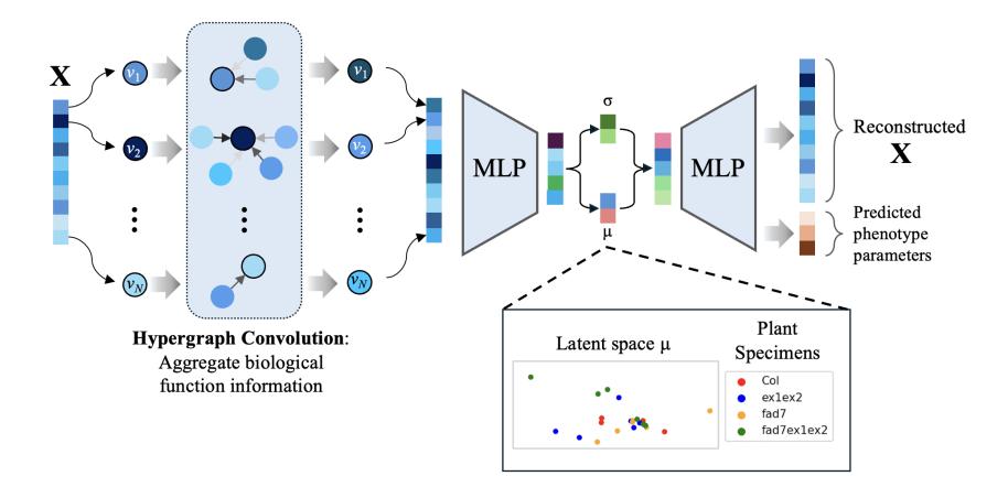 A figure from AGP: A Novel Arabidopsis thaliana Genomics-Phenomics Dataset and its HyperGraph Baseline Benchmarking
