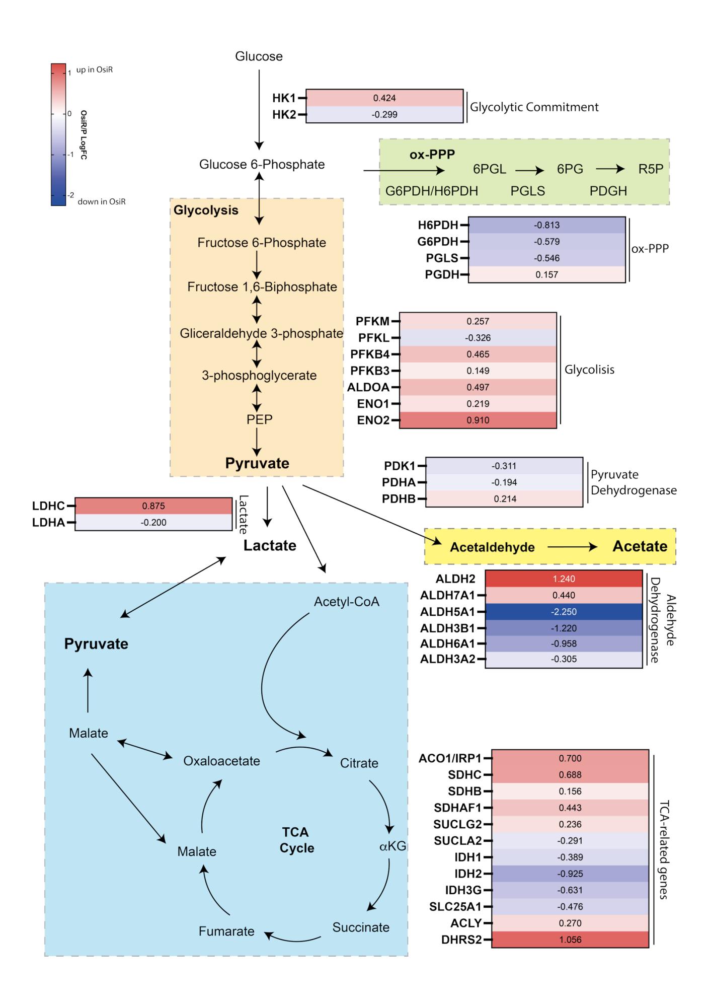 A figure from Deciphering the Role of Acetate in Metabolic Adaptation and Osimertinib Resistance in Non-Small Cell Lung Cancer