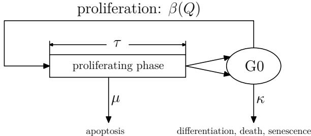 A figure from Evolutionary dynamics of cancer: From epigenetic regulation to cell population dynamics—mathematical model framework, applications, and open problems