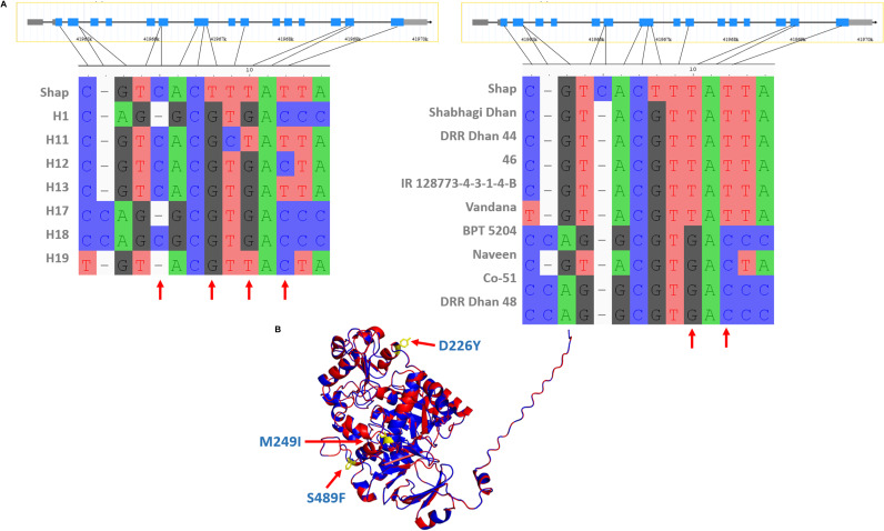 A figure from Extreme trait GWAS (Et-GWAS): Unraveling rare variants in the 3,000 rice genome Et-GWAS for rare variants