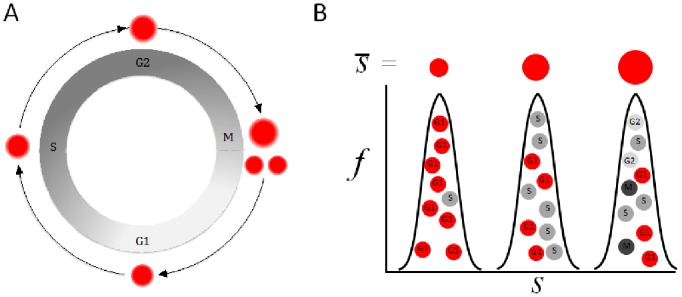 A figure from Using Standard Optical Flow Cytometry for Synchronizing Proliferating Cells in the G1 Phase Size-Based Sorting for Purifying G1 Cells