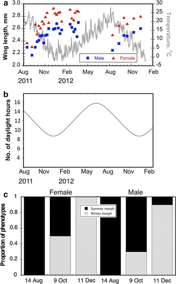 A figure from Seasonal cues induce phenotypic plasticity of <i> Drosophila suzukii </i> to enhance winter survival
