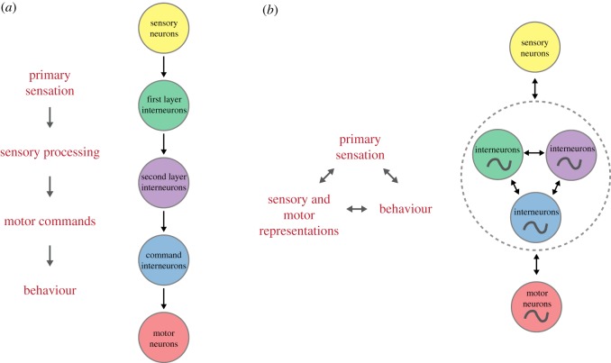 A figure from Sensorimotor integration in <i> Caenorhabditis elegans </i> : a reappraisal towards dynamic and distributed computations Sensorimotor integration in <i> C. elegans </i>