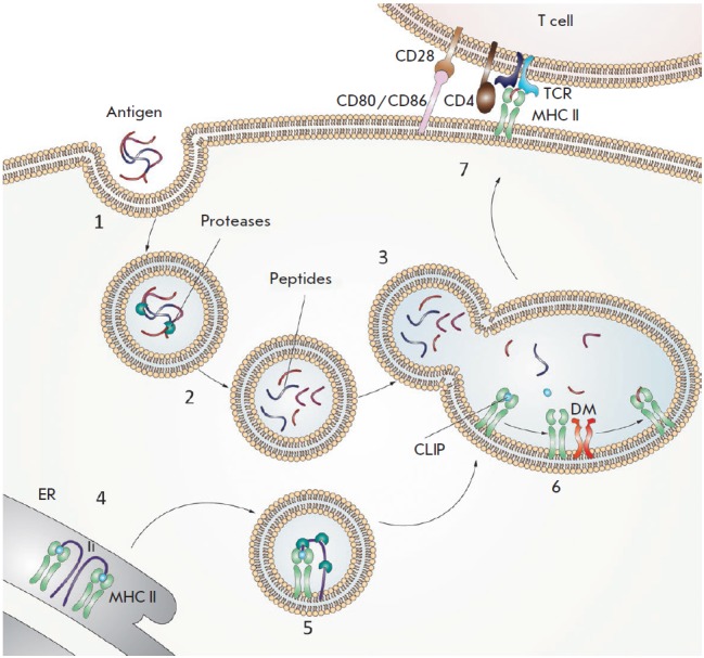 A figure from The Contribution of Major Histocompatibility Complex Class II Genes to an Association with Autoimmune Diseases