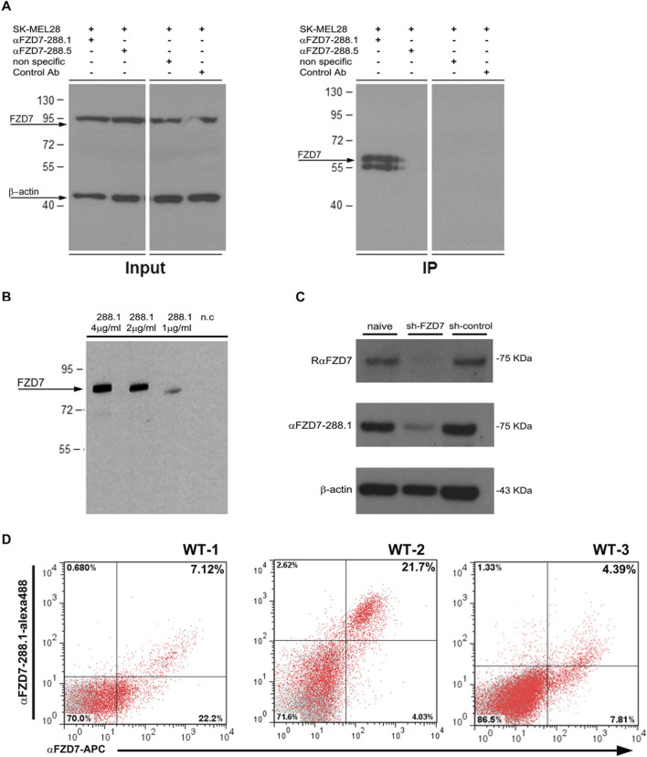 A figure from A novel Frizzled 7 antibody disrupts the Wnt pathway and inhibits Wilms tumor growth Vax et al. 10.3389/fbioe.2025.1641137