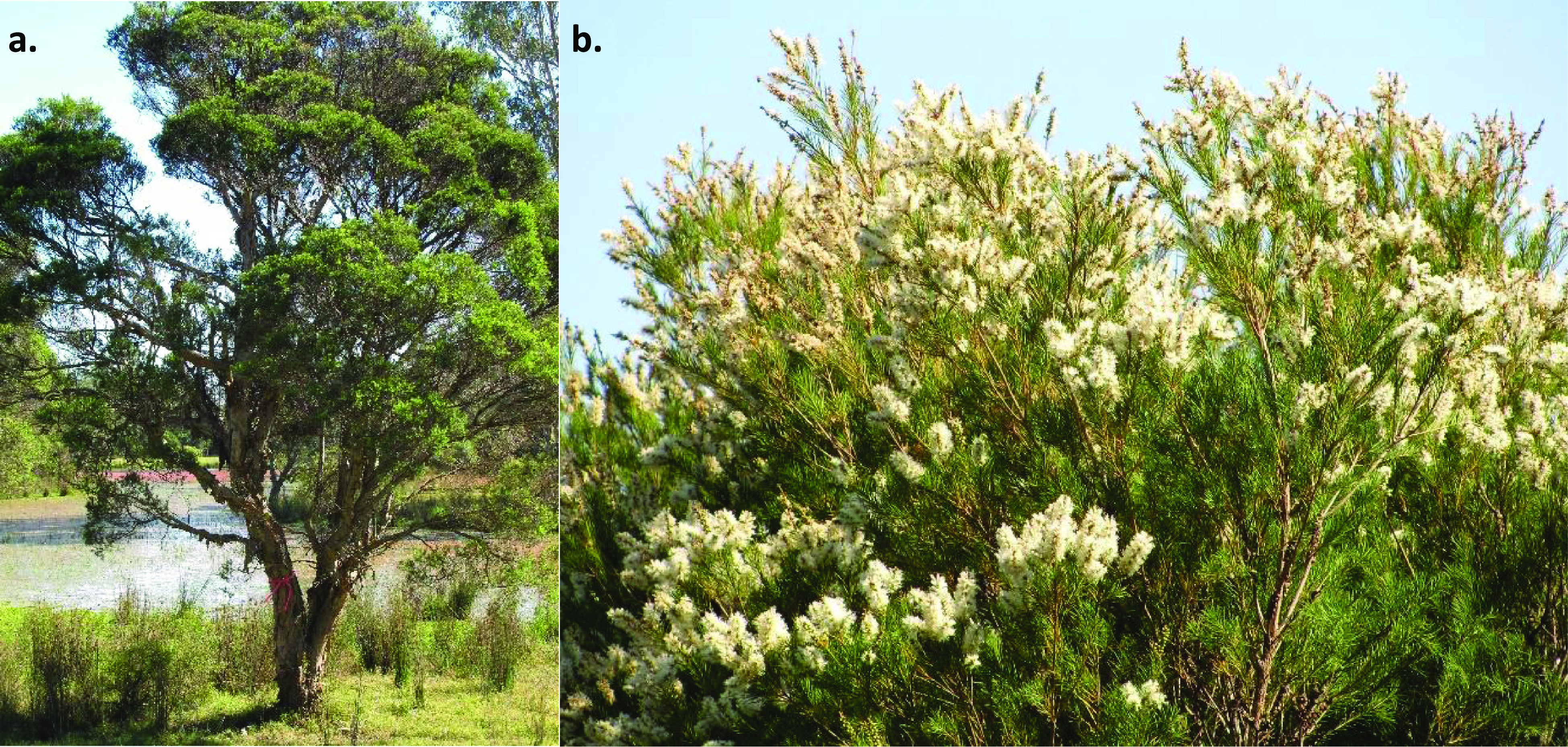 A figure from A high-quality draft genome for <i> Melaleuca alternifolia </i> (tea tree): a new platform for evolutionary genomics of myrtaceous terpene-rich species J. Voelker <i> et al. </i> A high-quality draft genome for <i> Melaleuca alternifolia </i> (tea tree)