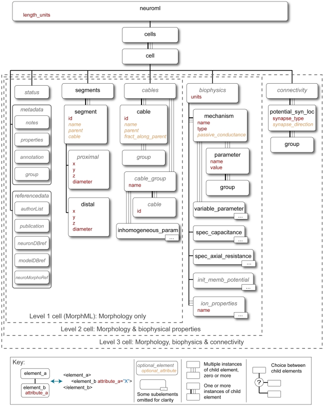 A figure from NeuroML: A Language for Describing Data Driven Models of Neurons and Networks with a High Degree of Biological Detail The NeuroML Model Description Language