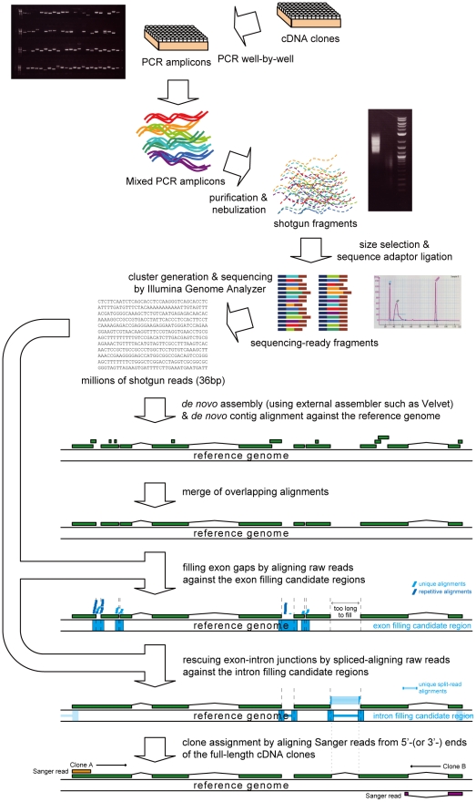 A figure from Cost-Effective Sequencing of Full-Length cDNA Clones Powered by a <i> De Novo </i> -Reference Hybrid Assembly Sequencing cDNA Clones