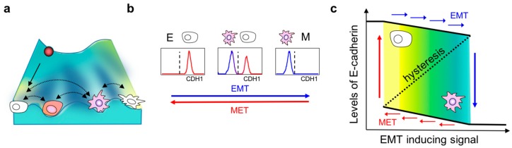 A figure from Dynamics of Phenotypic Heterogeneity Associated with EMT and Stemness during Cancer Progression