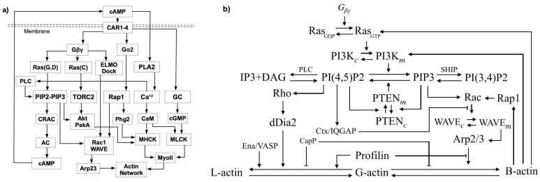 A figure from The Roles of Signaling in Cytoskeletal Changes, Random Movement, Direction-Sensing and Polarization of Eukaryotic Cells