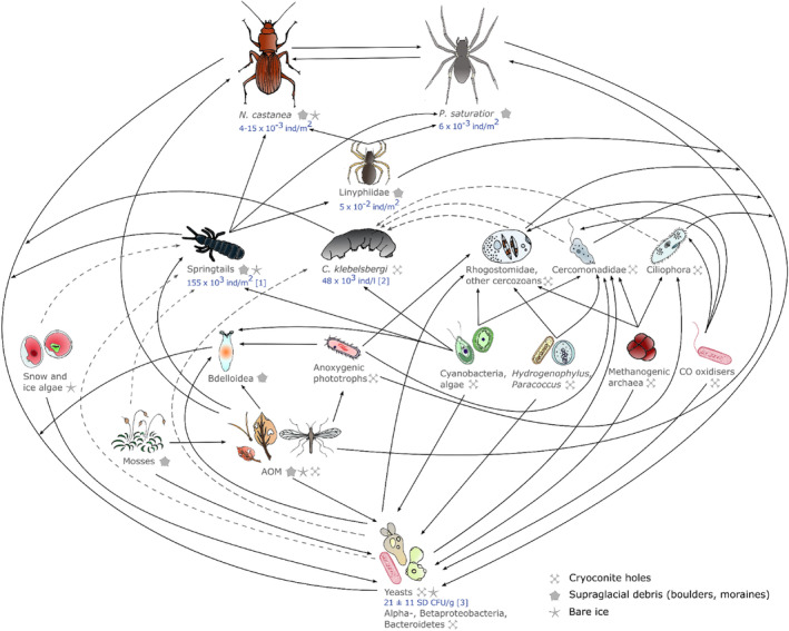 A figure from Ecological interactions in glacier environments: a review of studies on a model Alpine glacier Ecological interactions in glacier environments Arianna Crosta and others
