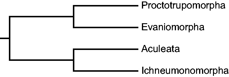 A figure from Evolutionary Dynamics of the Mitochondrial Genome in the Evaniomorpha (Hymenoptera)—A Group with an Intermediate Rate of Gene Rearrangement