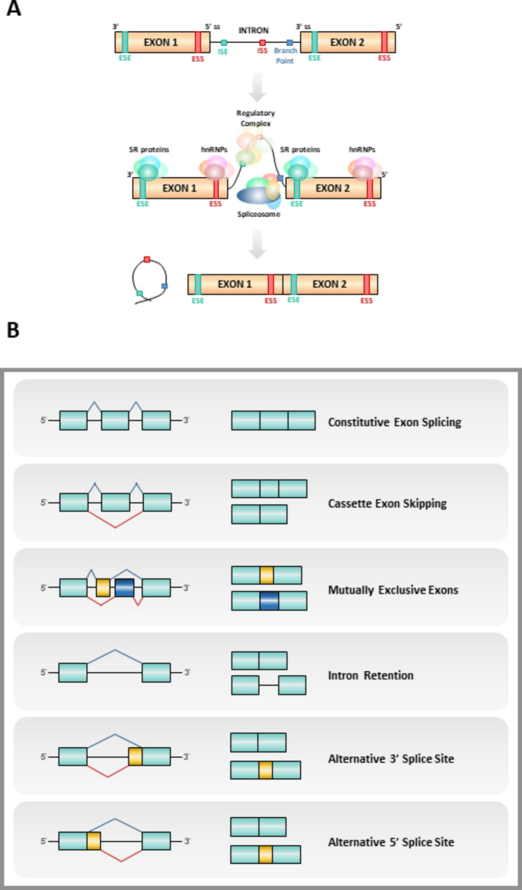 A figure from Splicing alterations in pancreatic ductal adenocarcinoma: a new molecular landscape with translational potential