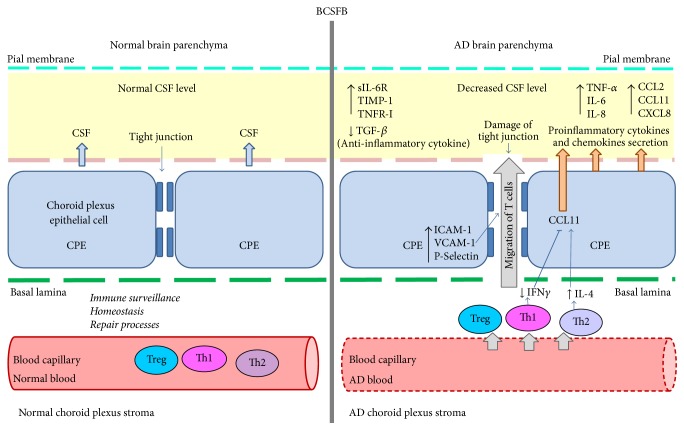 A figure from T Lymphocytes and Inflammatory Mediators in the Interplay between Brain and Blood in Alzheimer's Disease: Potential Pools of New Biomarkers