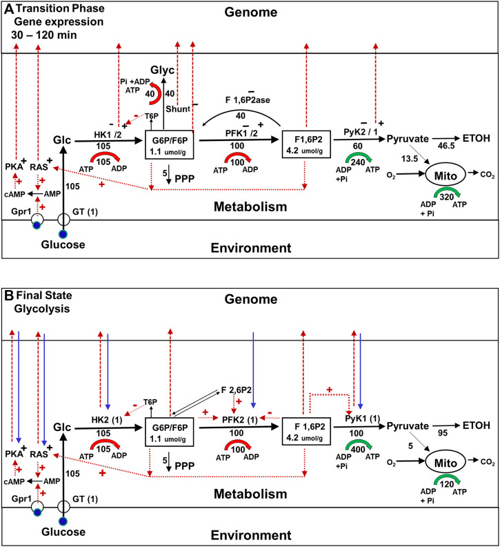 A figure from The impact of metabolism on the adaptation of organisms to environmental change Rothman et al. 10.3389/fcell.2023.1197226