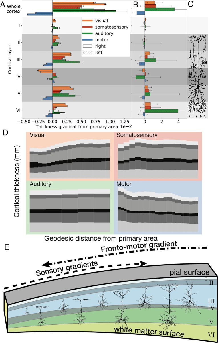 A figure from BigBrain 3D atlas of cortical layers: Cortical and laminar thickness gradients diverge in sensory and motor cortices BigBrain 3D atlas of cortical layers