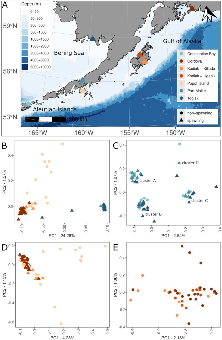 A figure from Biogeographic Structure and Mitonuclear Discordance Reveal Cryptic Diversity in Pacific Herring ( <i> Clupea pallasii </i> )