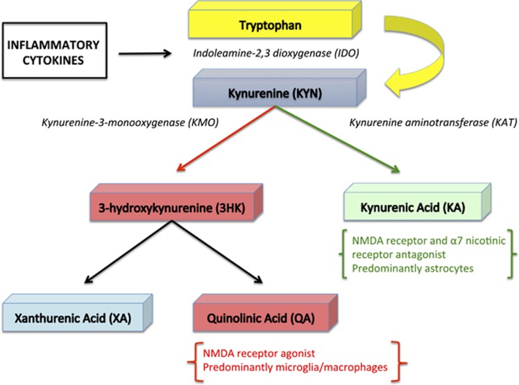 A figure from Neuropathology of mood disorders: do we see the stigmata of inflammation? Neuropathology of mood disorders