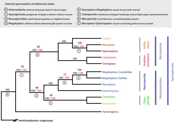 A figure from The evolutionary history of holometabolous insects inferred from transcriptome-based phylogeny and comprehensive morphological data