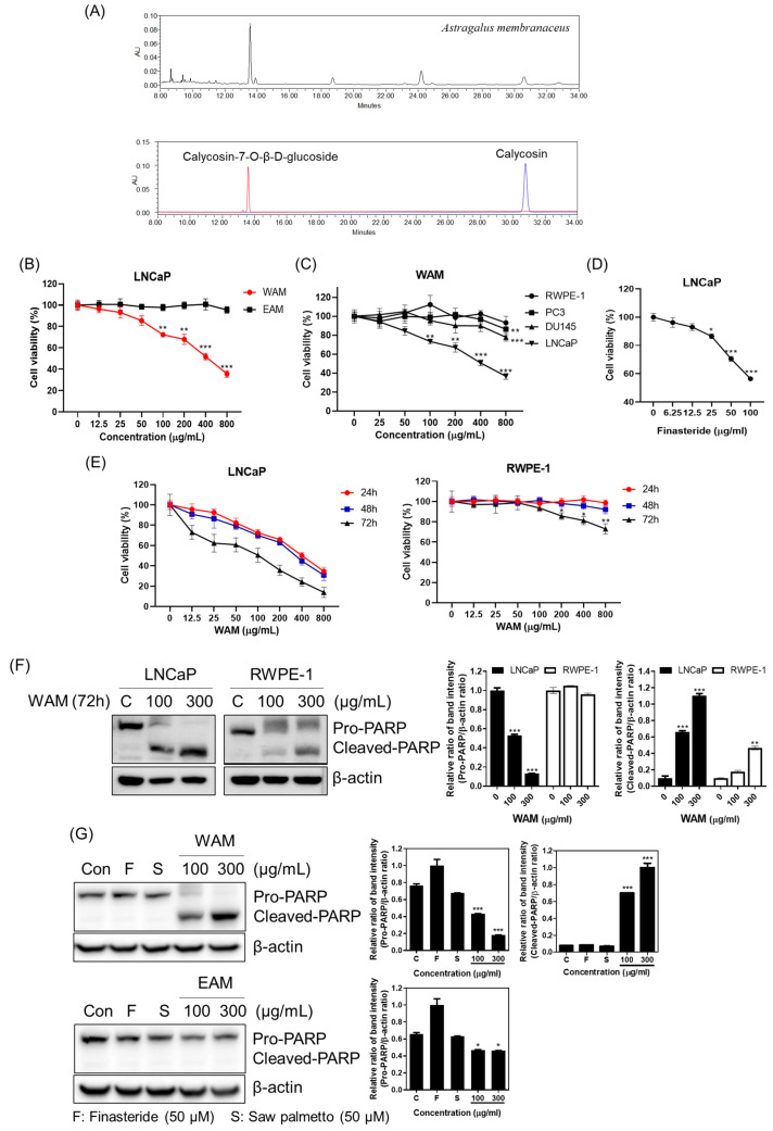A figure from <i> Astragalus membranaceus </i> Extract Induces Apoptosis via Generation of Reactive Oxygen Species and Inhibition of Heat Shock Protein 27 and Androgen Receptor in Prostate Cancers