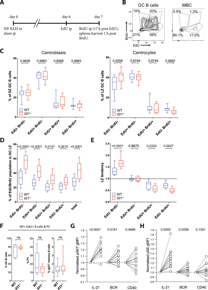 A figure from The concerted change in the distribution of cell cycle phases and zone composition in germinal centers is regulated by IL-21