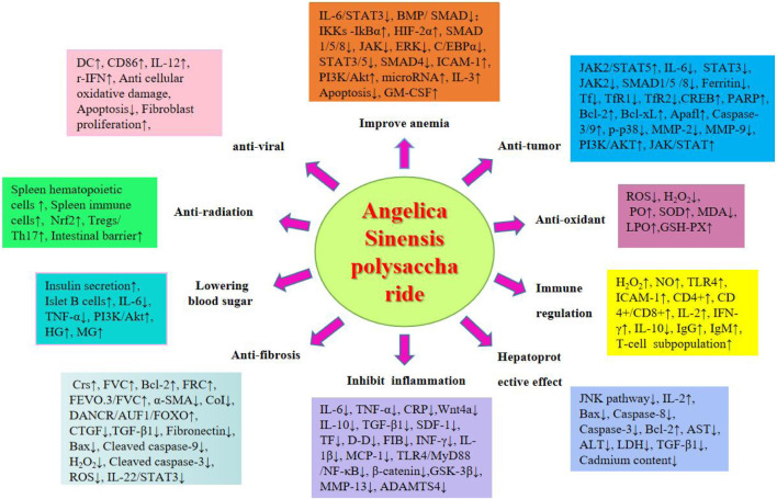 A figure from Pharmacological action of <i> Angelica sinensis </i> polysaccharides: a review Ren et al. 10.3389/fphar.2024.1510976