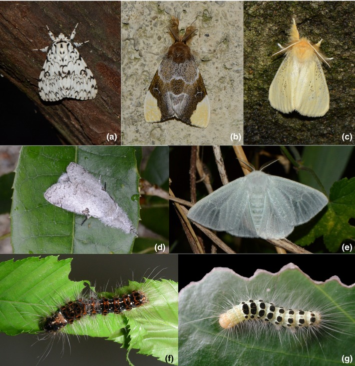 A figure from Polyphagy and diversification in tussock moths: Support for the oscillation hypothesis from extreme generalists WANG et al.
