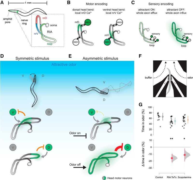A figure from A Gate-and-Switch Model for Head Orientation Behaviors in <i> Caenorhabditis elegans </i> Head Orientation in <i> C. elegans </i>
