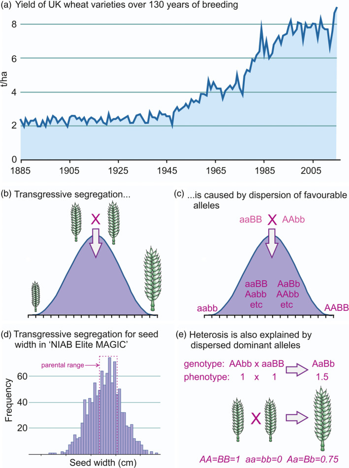 A figure from Understanding the classics: the unifying concepts of transgressive segregation, inbreeding depression and heterosis and their central relevance for crop breeding Transgressive segregation and heterosis in crops <i> Ian J. Mackay </i> et al.