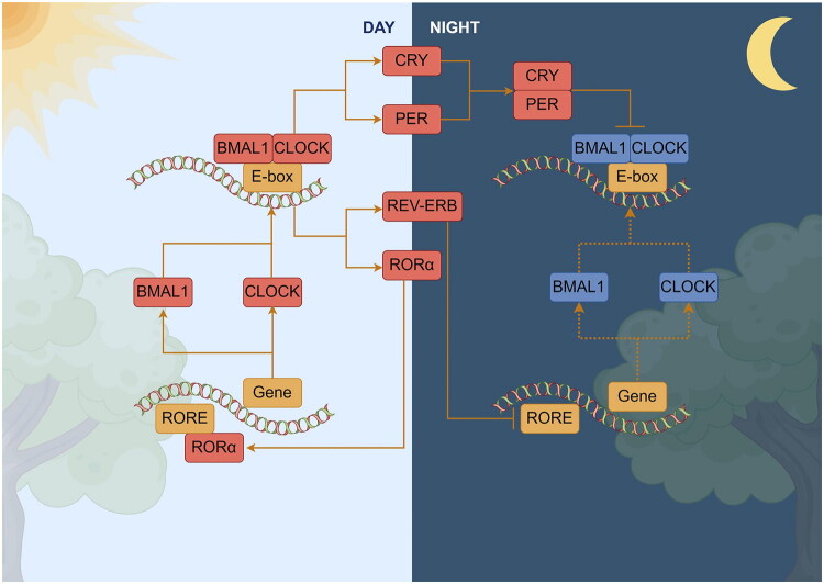 A figure from Gut microbiota, circadian rhythms and their interactions: implications for the pathogenesis and treatment of depression D. du et al.
