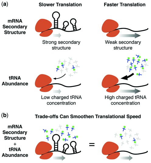 A figure from Trade-offs between tRNA abundance and mRNA secondary structure support smoothing of translation elongation rate