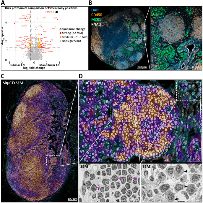 A figure from Follicle-like niches outside the cortex? 3D phase-contrast µCT revealed medullary B cell nodules in mucosa-draining lymph nodes