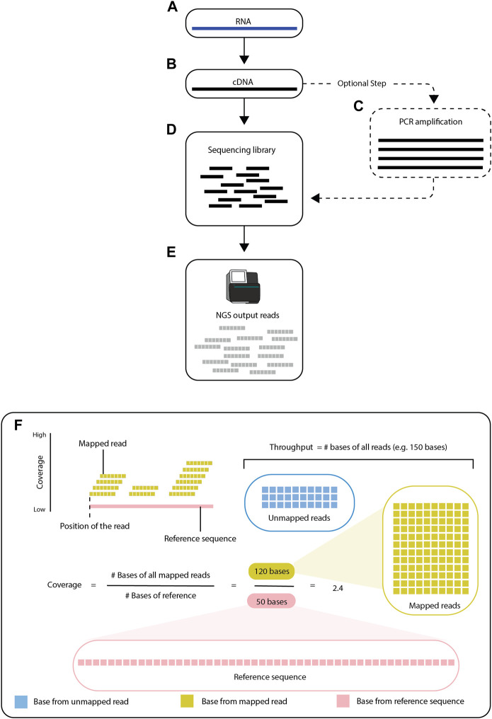 A figure from RNA-seq data science: From raw data to effective interpretation Deshpande et al. 10.3389/fgene.2023.997383