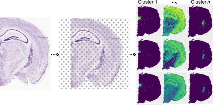 A figure from Spatial transcriptomics iterative hierarchical clustering (stIHC): A novel method for identifying spatial gene co‐expression modules stIHC: Identifying Spatial Gene Modules