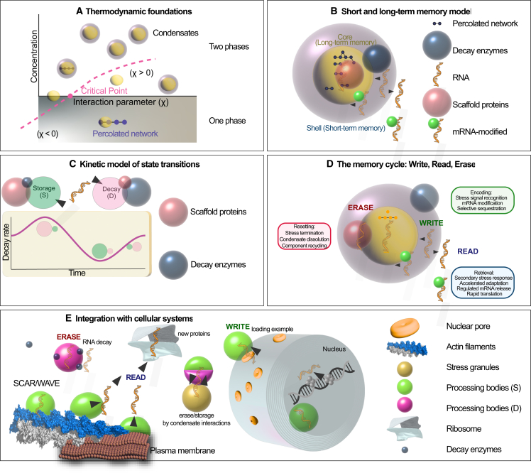 A figure from Biomolecular condensates as cellular memory modules: Thermodynamic principles and plant stress adaptation